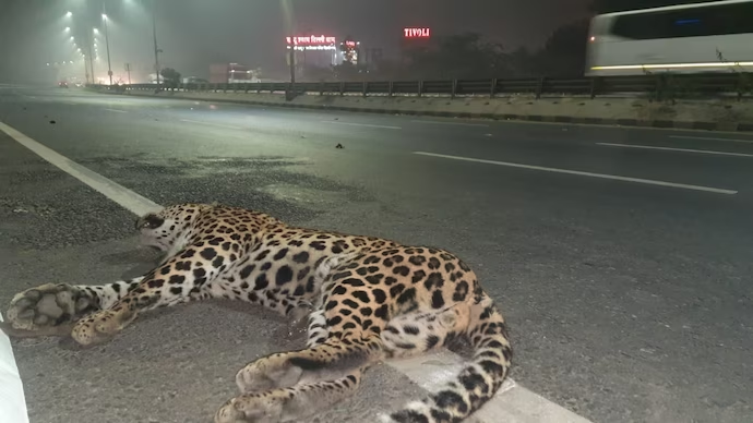 leopard