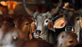 cow vigilantism 