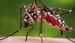 malaria 