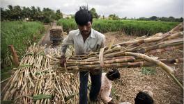 sugar industry
