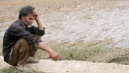 farmers scuicide 