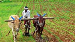 farmers