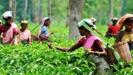 WB Tea Gardens