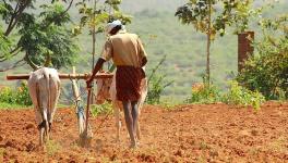 Farm export policy