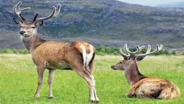 Kashmir's Red Stag hangul
