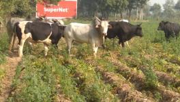 सांकेतिक तस्वीर