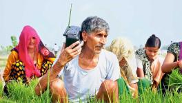 farmer 