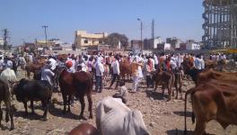 Hingoli Market