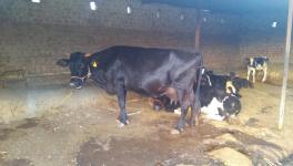 maharashtra drought