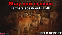 mp 
