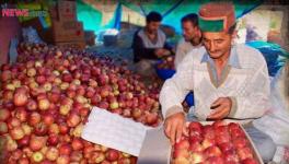 Himachal Kisan