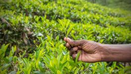Tea Garden
