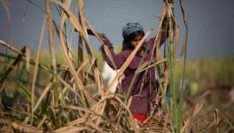 woman worker 