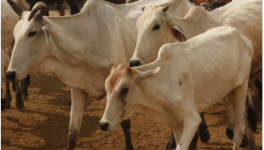 animal crises
