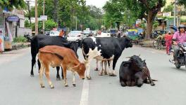 stray cow