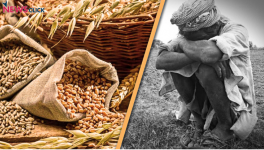 wheat and rice
