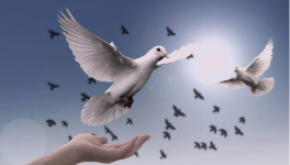 world peace day