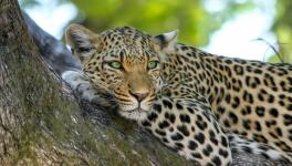 leopard attack