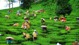 darjeeling