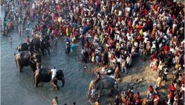 sonpur animal fair