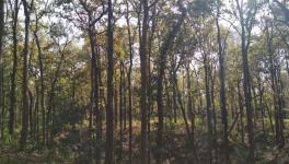 forest