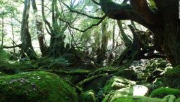 How Old Are Earth’s Forests