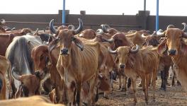 cows death