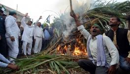 gannna kisan 