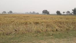 पराली जलाने पर शासन 