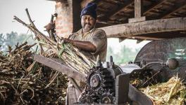 sugar production