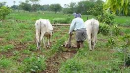 kisan khet