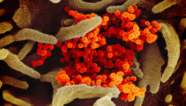 coronavirus
