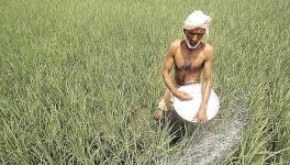 Agriculture