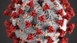 coronavirus