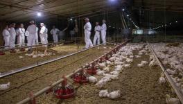  अमेरिका में पर्ड्यू फार्म 