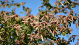 Locust attack