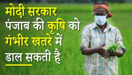 पंजाब की कृषि 