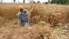 Will Decriminalisation of Section 56(1