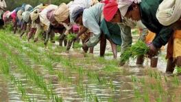 कॉन्ट्रैक्ट पर खेती करने वाले सौदों में छोटे किसानों को क्यों नुकसान उठाना पड़ता है