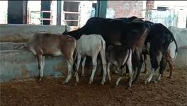 गाय