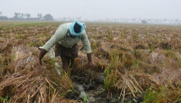 farmers