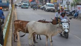 26 जनवरी को खुली घूम रही गायों को योगी आदित्यनाथ के निवास पर बांधेंगे ग्रामीण 
