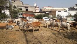 एमपी में गौवध के लिए तस्करी के आरोप में भाजपा युवा नेता और 19 अन्य के ख़िलाफ़ मामला दर्ज़