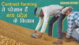 Contract farming 