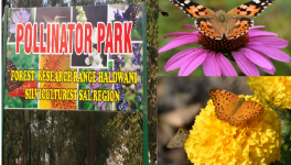pollinator park