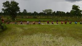 kisann