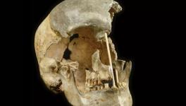 Human skeleton