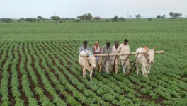 मध्य प्रदेश: मॉनसून के पहले, बढ़ते संकट के बीच किसानों को बीज का इंतज़ार 