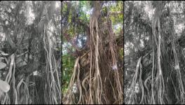 एक बूढ़े पेड़ की प्रार्थना  