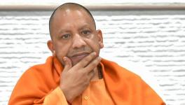 yogi